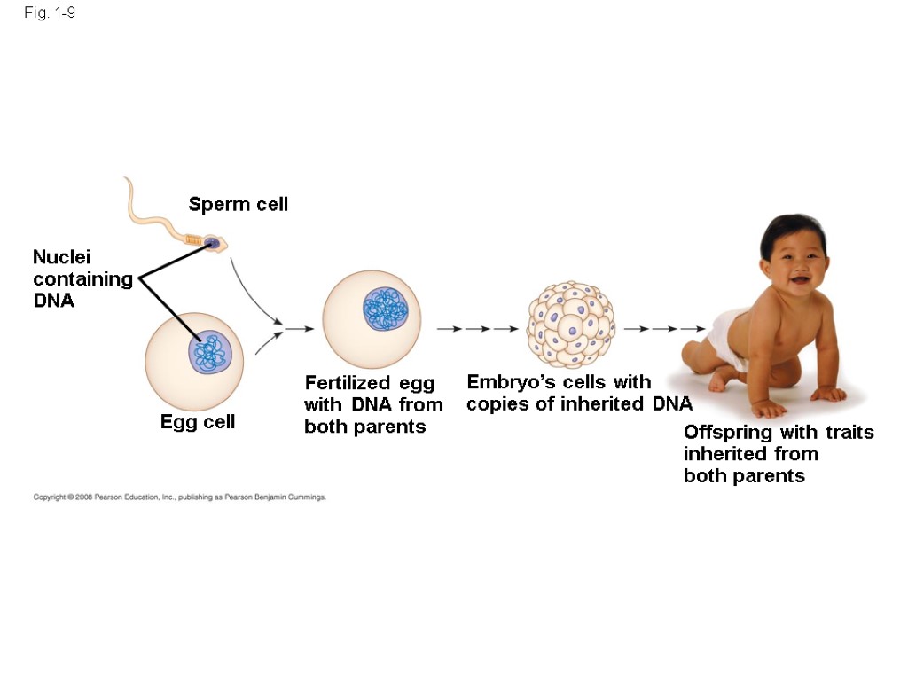 Nuclei containing DNA Sperm cell Egg cell Fertilized egg with DNA from both parents